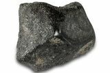 Polished Fossil Dinosaur Bone (Gembone) Section - Wyoming #309393-1